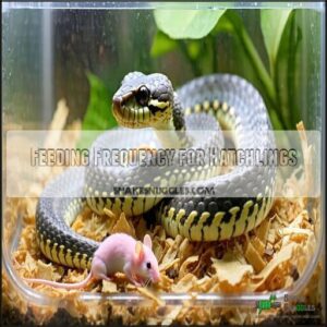 Feeding Frequency for Hatchlings