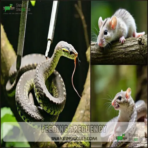 Boa Constrictor Care Guide Diet, Housing, Handling, and Health Tips