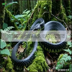 Forested Areas and Undergrowth Forested Areas and Undergrowth