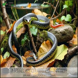 Garter Snake Diet and Feeding