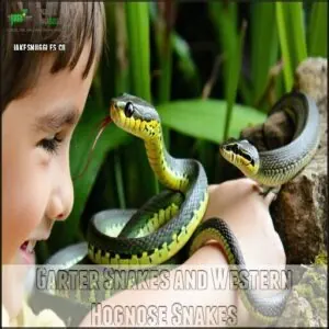 Garter Snakes and Western Hognose Snakes Garter Snakes and Western Hognose Snakes
