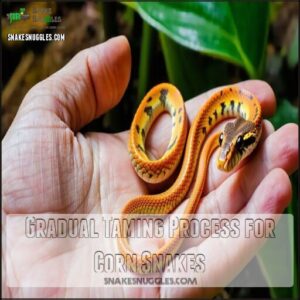 Gradual Taming Process for Corn Snakes