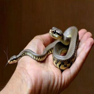 Handling and Interacting With Your Snake