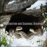 Image showcasing Rattlesnake Facts: Habitat, Diet, Venom, and Surprising Traits