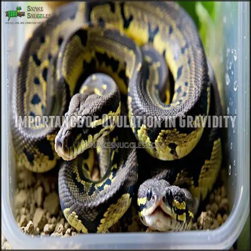 How to Tell if Your Female Ball Python is Gravid: Key Signs to Know