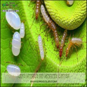 Life Cycle of Snake Mites