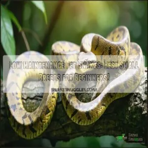 low maintenance pet snake types low maintenance pet snake types