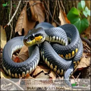 Male Role in Egg Laying Male Role in Egg Laying