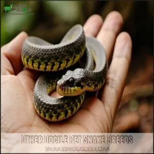 Other Docile Pet Snake Breeds Other Docile Pet Snake Breeds