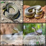 Rattlesnake Vs Gopher Snake: Key Differences You Need to Know