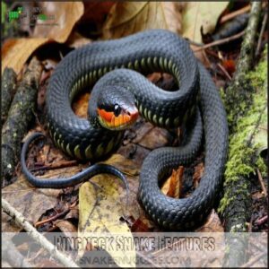 Ringneck Snake Features