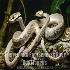 Striped and Patternless Rosy Boa Morphs