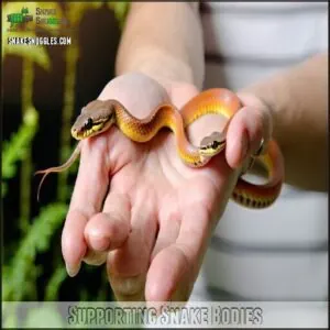 Supporting Snake Bodies Supporting Snake Bodies