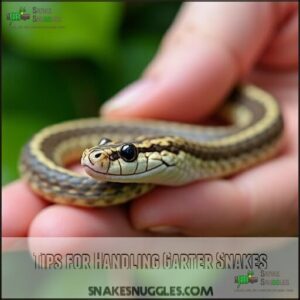 Tips for Handling Garter Snakes