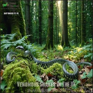 Venomous Snakes in The UK