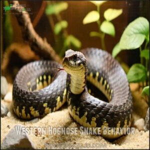 Western Hognose Snake Behavior