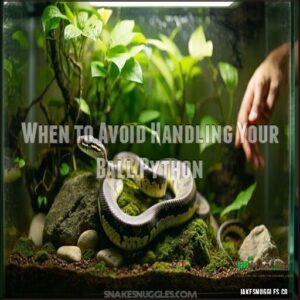 When to Avoid Handling Your Ball Python