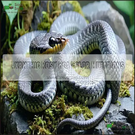 Rosy Boa Morphs: Stunning Colors, Rare Patterns, and Breeding Trends