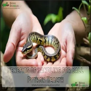 Benefits of Handling for Ball Python Health Benefits of Handling for Ball Python Health