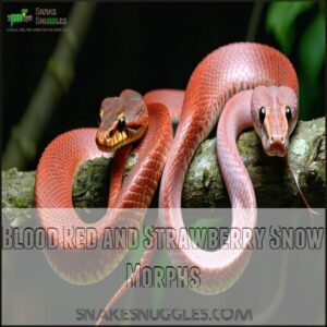 Blood Red and Strawberry Snow Morphs