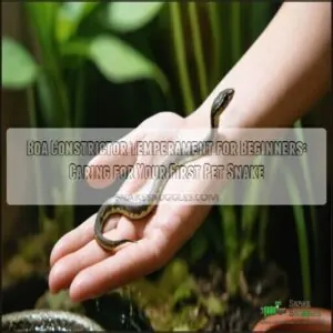 boa constrictor temperament for beginners boa constrictor temperament for beginners