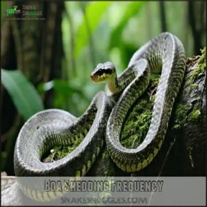 Boa Shedding Frequency Boa Shedding Frequency