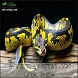 Bumblebee Ball Python Morph Market Trends Bumblebee Ball Python Morph Market Trends