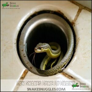 Can Snakes Come Up Drains