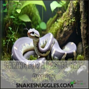 Caring for a Pastel Ball Python