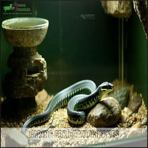 Image showcasing Signs My Snake is Gravid: How to Tell if Your Snake is Pregnant