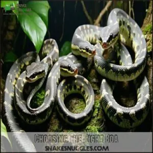 Choosing The Right Boa Choosing The Right Boa