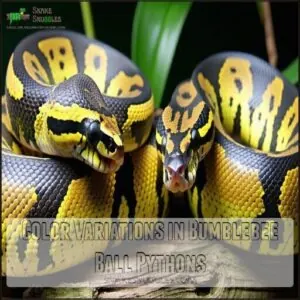 Color Variations in Bumblebee Ball Pythons Color Variations in Bumblebee Ball Pythons