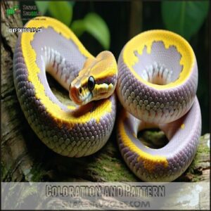 Coloration and Pattern