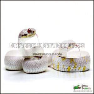 Comparison to Snow Corn Snakes