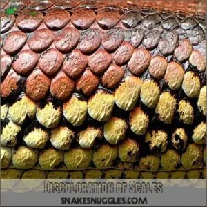 Discoloration of Scales Discoloration of Scales