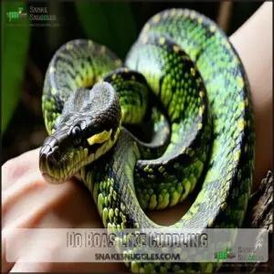 Do Boas Like Cuddling Do Boas Like Cuddling