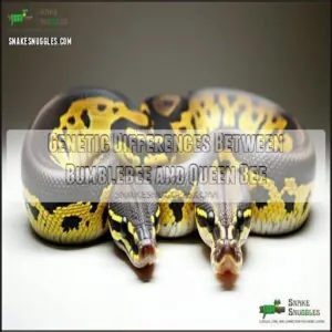 Genetic Differences Between Bumblebee and Queen Bee Genetic Differences Between Bumblebee and Queen Bee