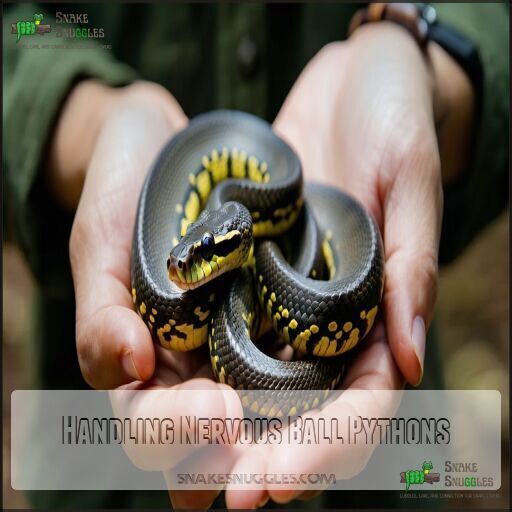 Handling a Nervous Ball Python: Tips to Keep Your Snake Calm and Happy
