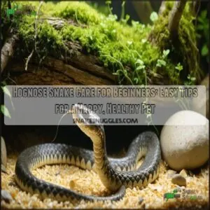 hognose snake care for beginners hognose snake care for beginners