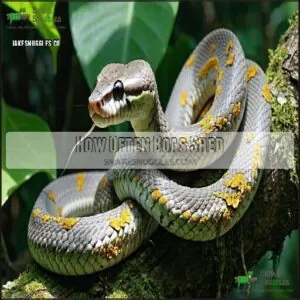 How Often Boas Shed How Often Boas Shed