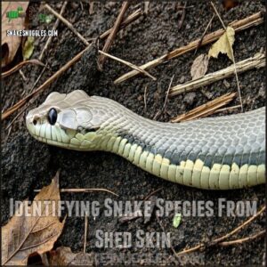 Identifying Snake Species From Shed Skin