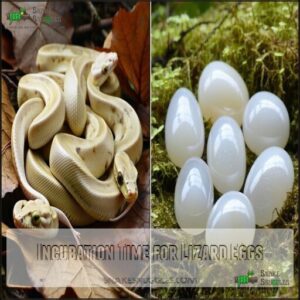 Incubation Time for Lizard Eggs