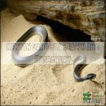Image showcasing Kenyan Sand Boa Care: Appearance, Diet, Lifespan, Tank Setup & More