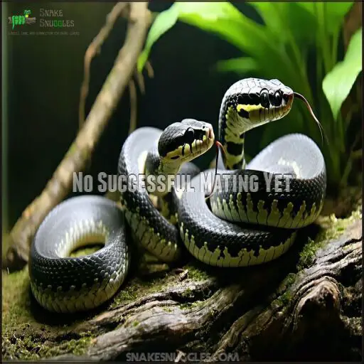 How to Breed Ball Pythons: 5 Easy Steps (With Complete Timeline!)