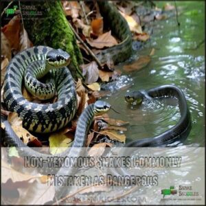 Non-venomous Snakes Commonly Mistaken as Dangerous