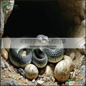 Ovoviviparous Snakes Ovoviviparous Snakes