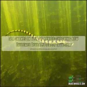 sea snakes in gulf of mexico sea snakes in gulf of mexico