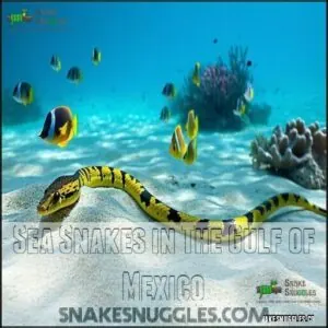 Sea Snakes in The Gulf of Mexico Sea Snakes in The Gulf of Mexico