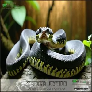 Shedding Duration Shedding Duration