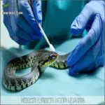 Illustration of Treating Reptile Skin Wounds In Captivity